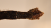 CollectionObject 1558284; 9fc7ed33-3550-471f-8e14-9c3838d7ce4c: copyright OUMNH. male: end of abdomen, ventral view (syntype). (CollectionObject).;CollectionObject 1558285; ad47c116-5c57-4e7d-af86-1e2d66166cd2: copyright OUMNH. male: end of abdomen, ventral view (syntype). (CollectionObject).
