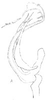 Aedeagus, lateral view on Brasilanus flagellaris Linnavuori, 1959: Aedeagus, lateral view. (Observation).