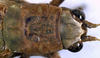 CollectionObject 1532204; NMW 9971, 2a9ef488-dc70-4c77-a916-248b4be88212: female head and pronotum, dorsal view (holotype). (CollectionObject).