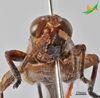 CollectionObject 2243691; Unioeste Cascavel K-0621, 920b9bf9-983a-4e54-b04a-10727b866356: Male, frontal view. (CollectionObject).