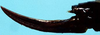 Borinquenula martorelli Walker & Gurney, 1972: female ovipositor (allotype). (Otu).