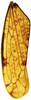 Forewing on Brevivalvala melanosticta Dai, Qu & Yang, 2016: Forewing. (Observation).