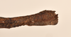 CollectionObject 1559394; OUM 570, 71cc763d-1ec3-4655-ab3c-93de77fc595c: copyright OUMNH. female: end of thorax, lateral view of Lonchodes amaurops (lectotype). (CollectionObject).