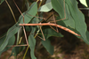 Candovia coenosa (Gray, 1833): copyright Paul D. Brock. female, NSW: ex. Colo Heights, Feb 2017. (Otu).