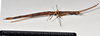 CollectionObject 1558575; NTUC 711, 57cd386d-c046-4ad5-b21a-8850a429580d: copyright NTUC. female, lateral view of Entoria okinawaensis (holotype). (CollectionObject).
