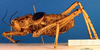 CollectionObject 1500336; 36175b2b-8f59-4390-8e62-da00f9583a51: male, lateral view (holotype of var. gigantea). (CollectionObject).