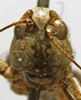 CollectionObject 1535140; d6b64985-9ad4-4c2a-8085-eee6970f5694: male, frontal view (syntype). (CollectionObject).