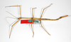CollectionObject 1559023; 70cfb94d-2bfb-4aa6-9ff5-9a2dfb0e9d0e: copyright ZMB, Berlin. female, dorsal view of synonym Bacteria (Bacunculus) spatulata (paralectotype). (CollectionObject).