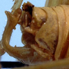 CollectionObject 1537344; d77634d5-a054-43d9-80f3-5779192a0d99: male abdomen tip (holotype). (CollectionObject).