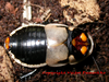 Lucihormetica subcincta (Walker, 1868): Copyright Victor Demeshko. Adult male Lucihormetica subcincta. Captive reared. (Otu).