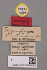 CollectionObject 2045806; 9d0d5dc2-a0a7-4fce-a677-c877d4e473c0, NHMUK012499052: Trigonopteryx sumatrana Willemse, 1930. Label. (CollectionObject).