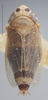 Habitus, dorsal view on Amblysellus acuerus DeLong & Hamilton, 1974: Dorsal. (Observation).