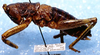 CollectionObject 1583736; c3e576fe-3151-46fa-9876-a94bd59533e1: male, lateral view. (CollectionObject).