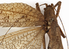 CollectionObject 1529679; ebb37810-7a8b-43a6-bdff-fb041c671801: female, dorsal view (holotype). (CollectionObject).