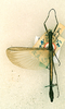 CollectionObject 1558716; b9b0858d-bf84-49d5-ba9c-713e7046955b: copyright RMNH, Leiden. male (holotype). (CollectionObject).
