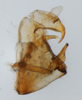 Pygofer, lateral view on Bakerella rotundifrons Beamer, 1945: (Observation).