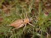 CollectionObject 1574120; 580b955d-3072-4f57-b4ee-0be0e65edea2: female (Albania, Kodra e Portës). (CollectionObject).