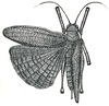 Scambophyllum albomarginatum Hebard, 1922: Pl. XII, Fig. 1 (after type). female (tegmina length 24-26.8 mm). (Otu).