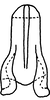 Connective on Eurhadina (Singhardina) pookiewica Dworakowska, 2002: connective, dorsal view. (Observation).