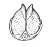 Ceuthophilus (Ceuthophilus) divergens Scudder, 1862: Fig. 751. male subgenital plate. (Otu).