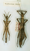 CollectionObject 1558645; 47df5a45-51cd-41d3-b65b-1d18ca544fa5: copyright NHRS, Stockholm. male and female (syntypes). (CollectionObject).;CollectionObject 1558646; 7577d54d-5490-47e5-9543-576e5154d030: copyright NHRS, Stockholm. male and female (syntypes). (CollectionObject).
