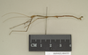 CollectionObject 1561471; NHMUK(SF IMPORT DUPLICATE) 844552-844553, 831e2883-0246-4af7-a7d7-07fa805d31b7: copyright Natural History Museum, London. male, lateral view (syntype). (CollectionObject).