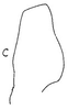 Subgenital plate: !! display not done !! on Bolarga boliviana (Osborn, 1923): subgential plate, ventrally. (Observation).