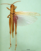 CollectionObject 1501243; 568090d6-6bff-461b-ae71-5087e7e60409, DORSA BA000535S01: male, dorsal view (holotype of Anthermus uamicus). (CollectionObject).