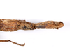 CollectionObject 1563553; d559af2a-ad80-4c43-b24c-7bb8cd2c11b1: copyright ZMHB, Berlin. female: end of abdomen, ventral view (syntype). (CollectionObject).