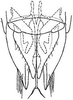 Subgenital plate: !! display not done !! on Chlorotettix (Chlorotettix) unicolor (Fitch, 1851): genital capsule, ventrally. (Observation).