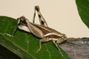 FieldOccurrence 51; 0e251050-7f46-476c-8c94-746d57f4eca0; Tanzania
Chala area eastern slopes Mt Kilimanjaro, 2006/09/02: male. (FieldOccurrence).