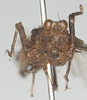 CollectionObject 1577199; f0ceecaa-1e17-4ca1-87fe-44af99477015: male, frontal view (paratype). (CollectionObject).