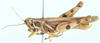 Exopropacris captiosus (Bolívar, 1908): male, lateral view. (Otu).
