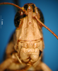 CollectionObject 1530789; 1ee13b72-a751-46a4-b582-0317950b447f: male, frontal view (paratype of Phlaeoba pharaonis). (CollectionObject).