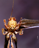 CollectionObject 1534911; BPBM 3224824, 840fb50b-b1a2-4997-86d3-cd9679d17fd7: male, frontal view. (CollectionObject).