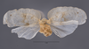 Habitus ventral view: (Observation).