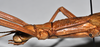 CollectionObject 1559758; 7601fd61-524c-437e-8a31-823fc6fbd25c: copyright NTUC. female: head and thorax, lateral view (paralectotype). (CollectionObject).;CollectionObject 1559759; e467e78d-6ce4-4632-b449-eec0a1e2ea1a: copyright NTUC. female: head and thorax, lateral view (paralectotype). (CollectionObject).