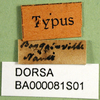 CollectionObject 1501192; 57ccbbc5-349f-44a4-8a8c-dde702498c10, DORSA BA000081S01: labels (holotype). (CollectionObject).