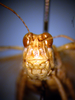CollectionObject 1530817; 3b4b17be-4b1a-46e8-89e1-bc0f250ba805: male face (paratype). (CollectionObject).
