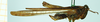 CollectionObject 1477358; 84585d28-da07-4b49-9c3d-9310df39b96b, NHMUK010924791: male, lateral view (syntype). (CollectionObject).