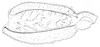 Batrachidacris rubridens (Uvarov, 1929): Fig. 10. left metafemur. (Otu).