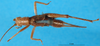 CollectionObject 1500932; 72ec0272-1264-4194-9a5e-18ebb7051afc, DORSA BG00014S01: male, dorsal view (holotype). (CollectionObject).