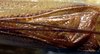 CollectionObject 1499314; de8f38a2-d497-455e-abca-14315bf1fb17: male stridulatory area (holotype). (CollectionObject).