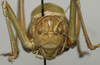 CollectionObject 1536028; 74c86dc8-69b4-42d2-8bcb-2f1b10df4e5b: female, frontal view (syntype). (CollectionObject).