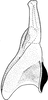 Stylus: !! display not done !! on Ophiola decumana (Kontkanen, 1949): Stylus (from Ossiannilsson). (Observation).