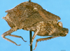 CollectionObject 1574689; 68086e0e-681d-4fa2-8fbc-b86ea9ed8bef, DORSA D034XM01: male, lateral view (syntype). (CollectionObject).