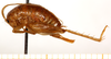 CollectionObject 1499642; f3dd538b-061c-4365-9bcc-5dfaf6e83db9: female, lateral view (allotype). (CollectionObject).