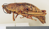 CollectionObject 1518509; 542d7855-99ef-4081-a0fd-4b7f1008ca56: female, lateral view (holotype). (CollectionObject).