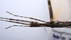 CollectionObject 1576320; 9219c460-3366-4b11-bd89-81ca55b0e86c: copyright ZRC, Singapore. female: head & thorax, dorsal view (holotype). (CollectionObject).