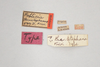Other: !! display not done !! on Poblicia thanatophana Kirkaldy, 1907: (Observation).